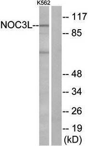 NOC3L antibody