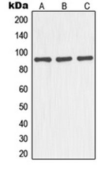 NOC3L antibody