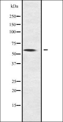 NOC4L antibody