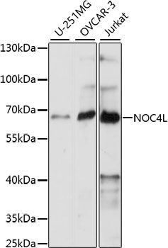 NOC4L antibody