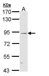 NOD1 Rabbit Polyclonal Antibody