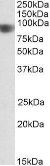 NOD1 antibody