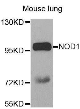 NOD1 antibody