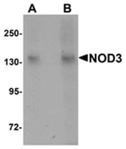 NOD3 Antibody