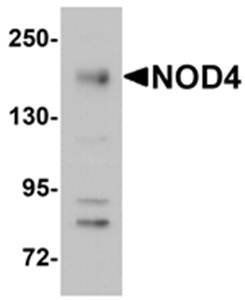 NOD4 Antibody