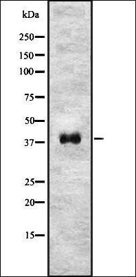 NODAL antibody