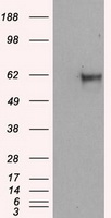 Noggin Antibody