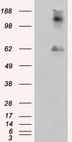 Noggin Antibody