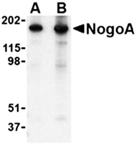 NogoA Antibody