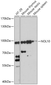 NOL10 antibody