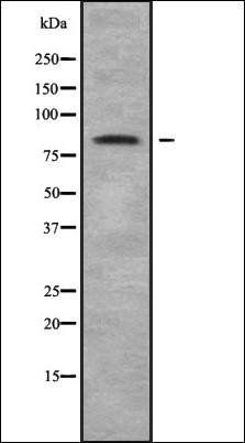 NOL11 antibody