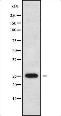NOL12 antibody
