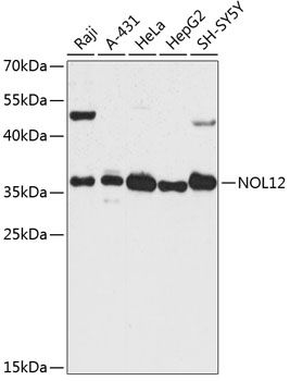 NOL12 antibody