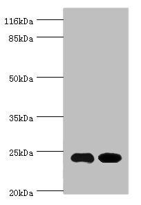 NOL3 antibody