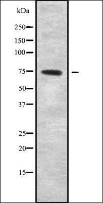 NOL4 antibody