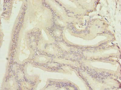 NOL6 antibody