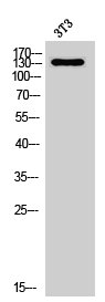 NOL8 antibody