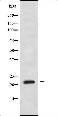 NOLA1 antibody