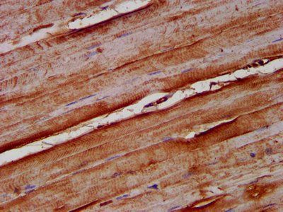 NOMO1 Antibody