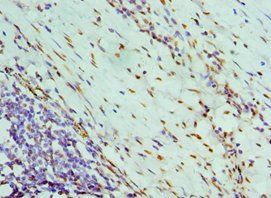 NONO Antibody
