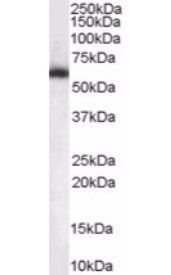 Goat anti-NONO / p54NRB Antibody