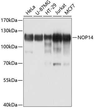NOP14 antibody