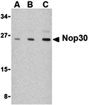 Nop30 Antibody