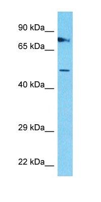 NOP56 antibody