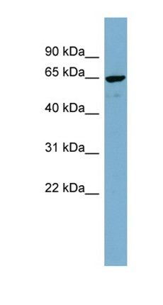 NOP58 antibody