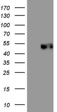 NOR1 (NR4A3) antibody