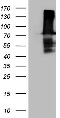 NOR1 (NR4A3) antibody