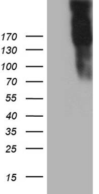 NOR1 (NR4A3) antibody
