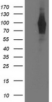 NORE1 (RASSF5) antibody