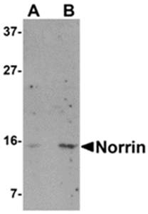 Norrin Antibody