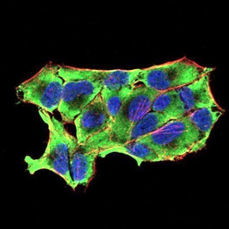 NOS1 Antibody