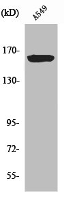 NOS1 antibody