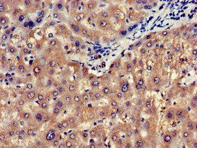 NOS1AP Antibody