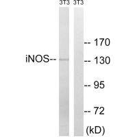 NOS2 (Ab-151) antibody