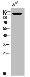 NOS3 Antibody