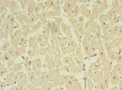 NOSTRIN Antibody