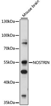 NOSTRIN antibody