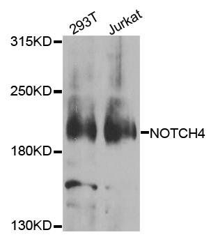 NOTCH4 antibody