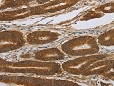 NOTCH4 Antibody