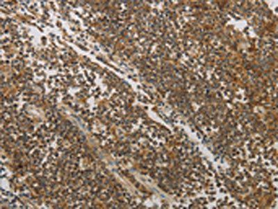 NOTCH4 Antibody