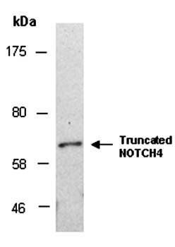 NOTCH4 (C) Antibody, Rabbit Polyclonal