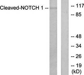 Notch 1 (Cleaved-Val1754) antibody