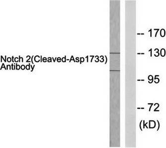 Notch 2 (Cleaved-Asp1733) Antibody