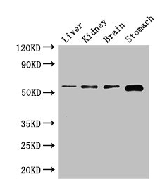 NOTUM Antibody