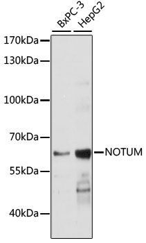 NOTUM antibody