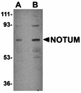 NOTUM Antibody